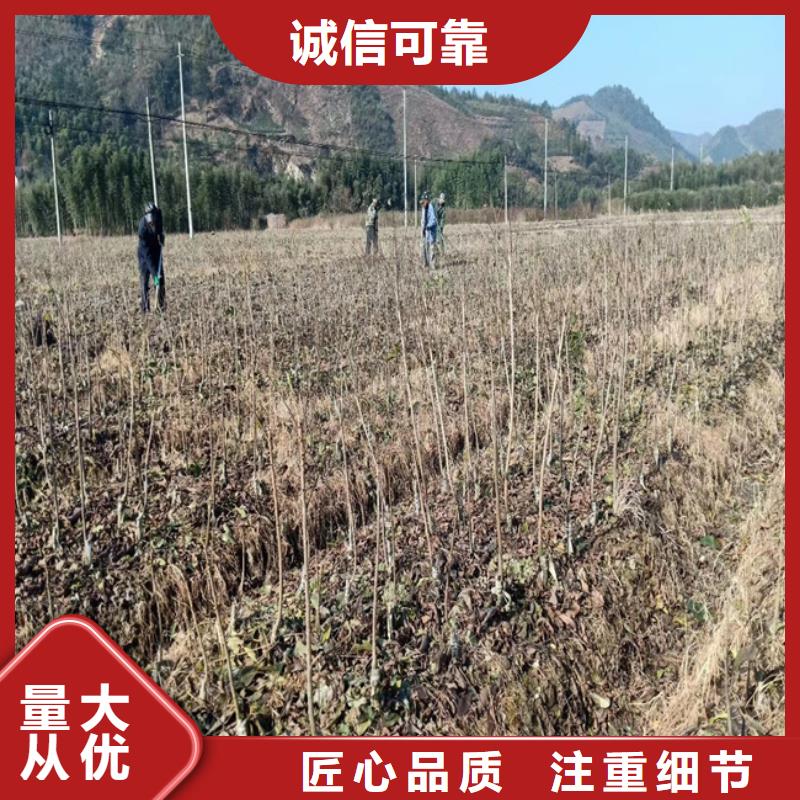 【碧根果】石榴树严格把控每一处细节