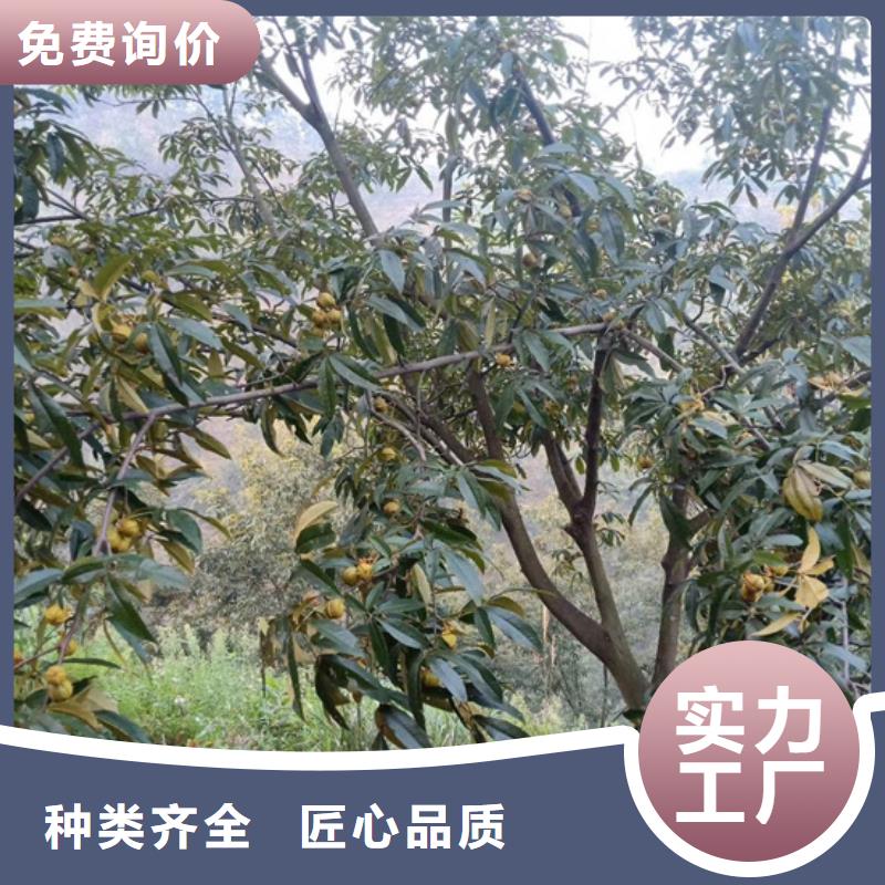 碧根果-樱桃苗老品牌厂家