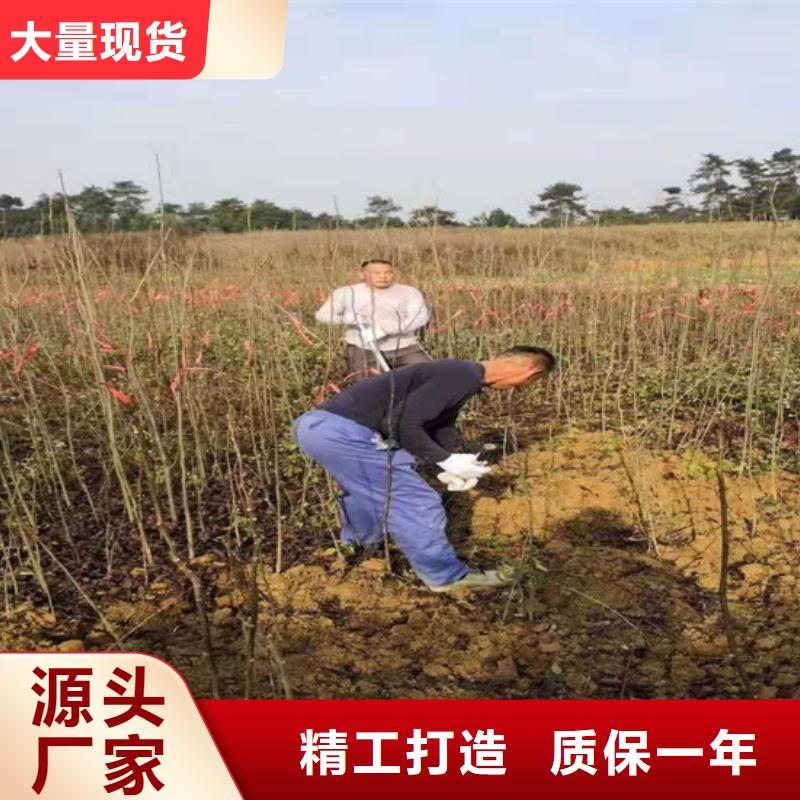 【碧根果】梨树苗源头厂家量大价优