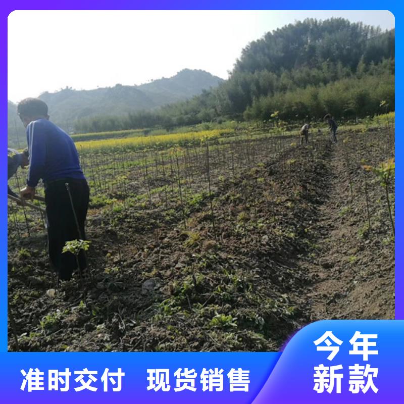 【碧根果苹果苗支持大批量采购】