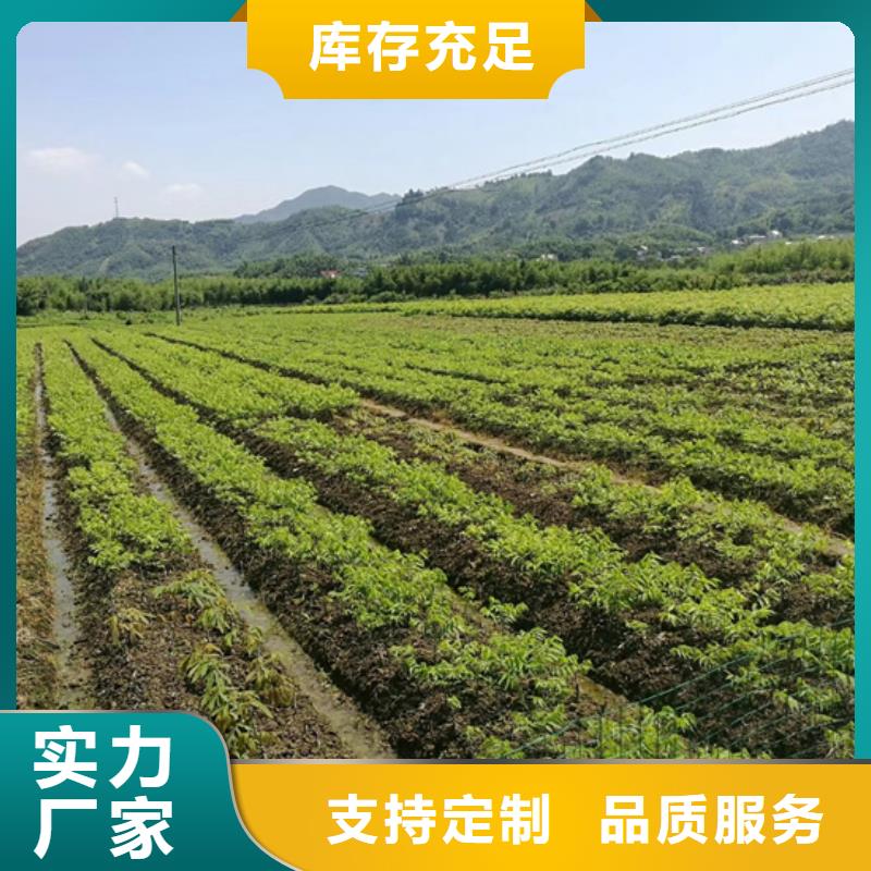 【碧根果】石榴树严格把控每一处细节