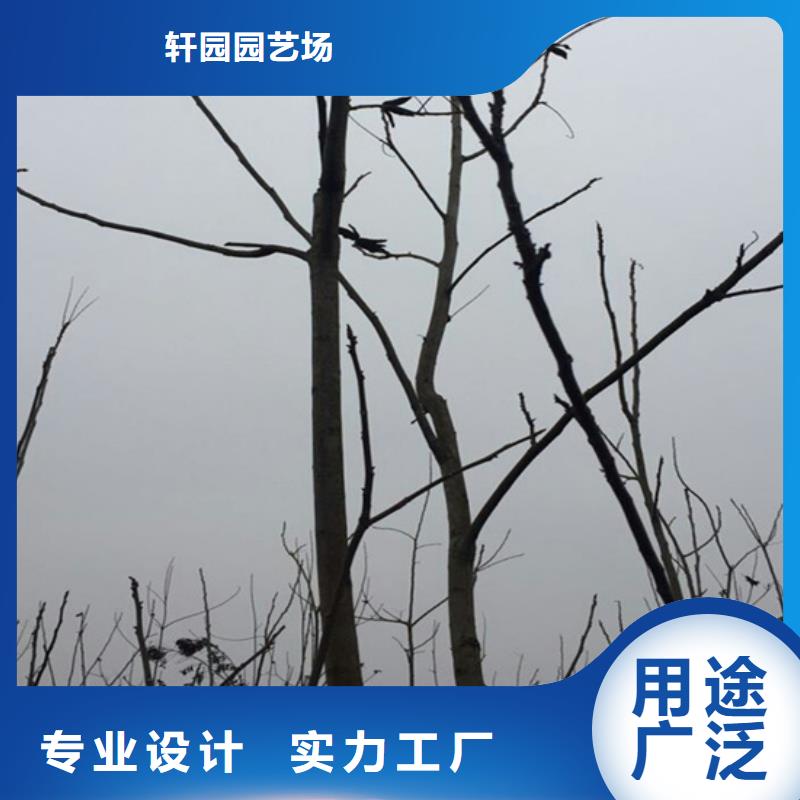 【碧根果】樱桃苗一致好评产品