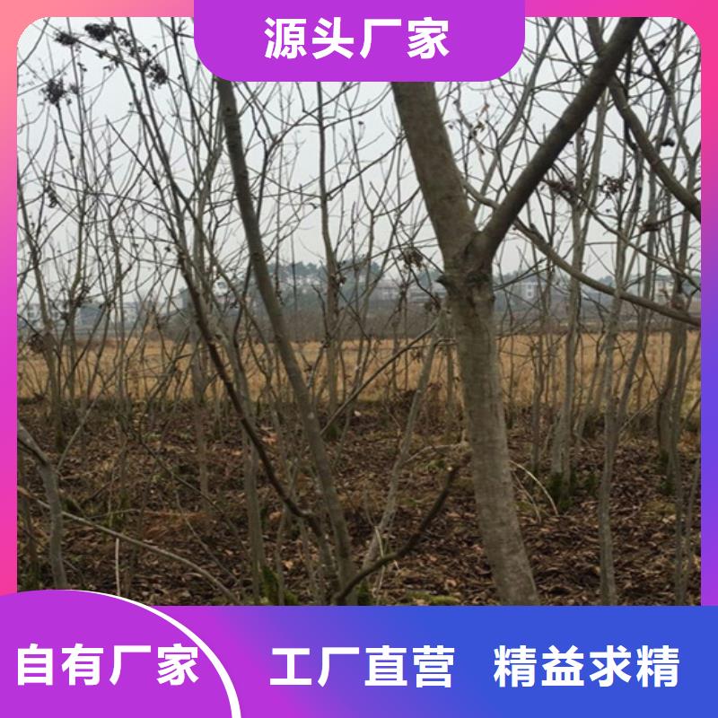 【碧根果】石榴树严格把控每一处细节