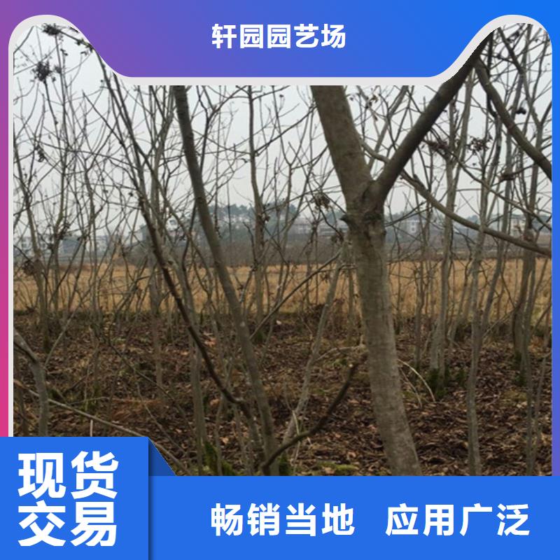 【碧根果】梨树苗源头厂家量大价优