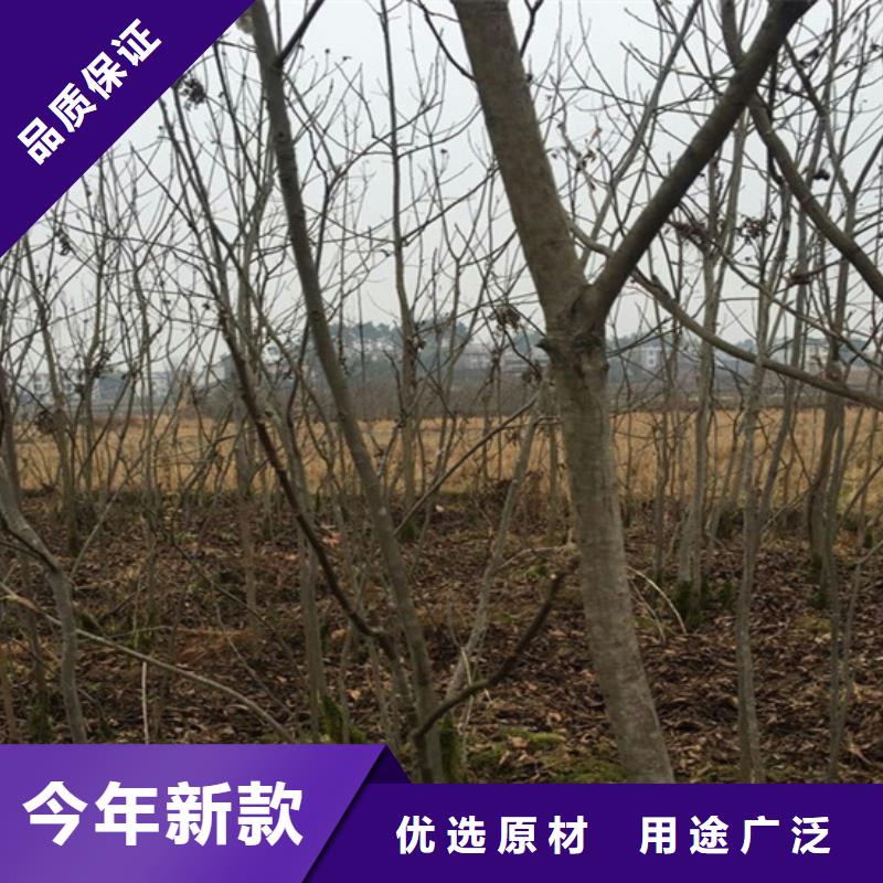 碧根果【石榴树】实拍展现