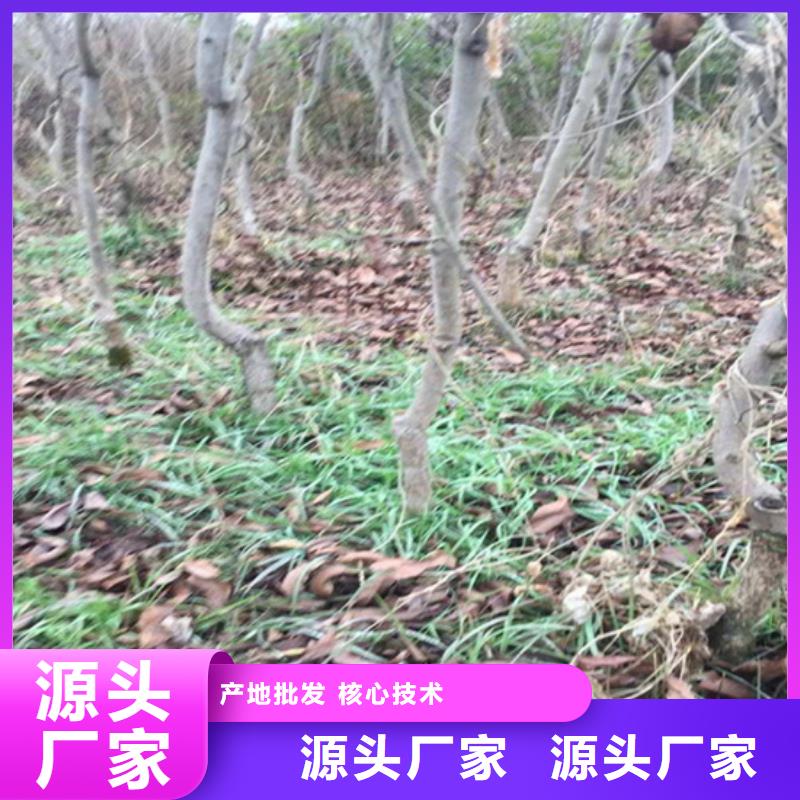 碧根果_板栗苗好货直供