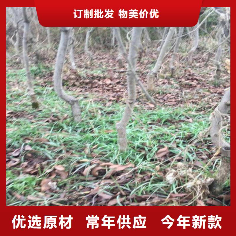 【碧根果苹果苗支持大批量采购】