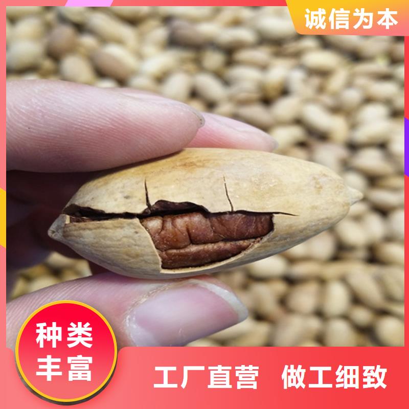 【碧根果】梨树苗源头厂家量大价优