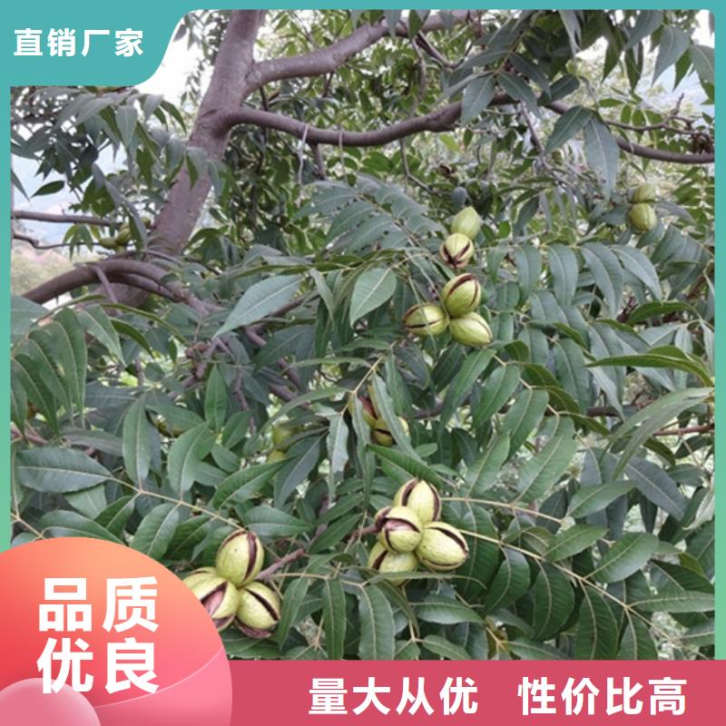 【碧根果】梨树苗源头厂家量大价优