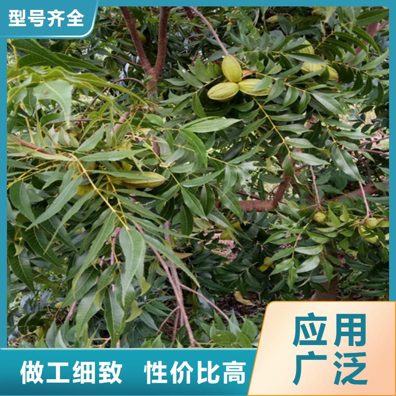 碧根果-苹果苗当地厂家值得信赖