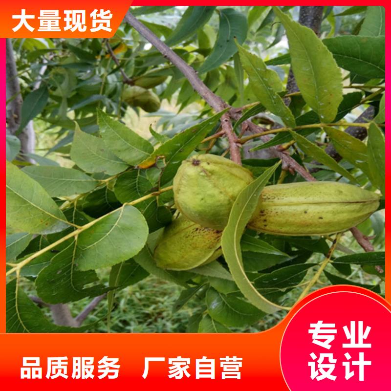 【碧根果】梨树苗源头厂家量大价优