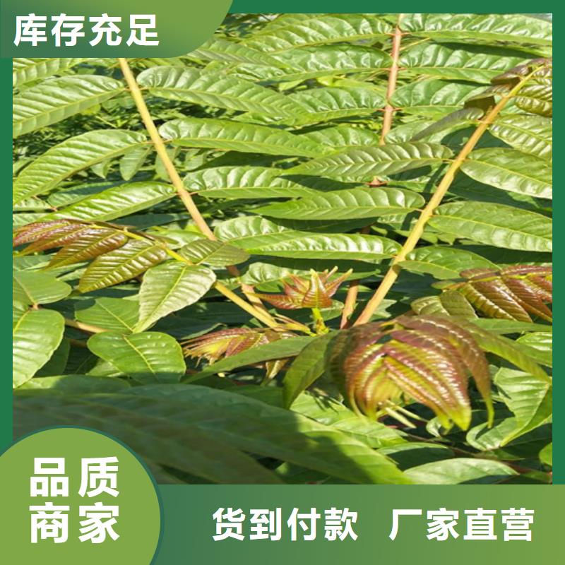 香椿花椒苗量大从优