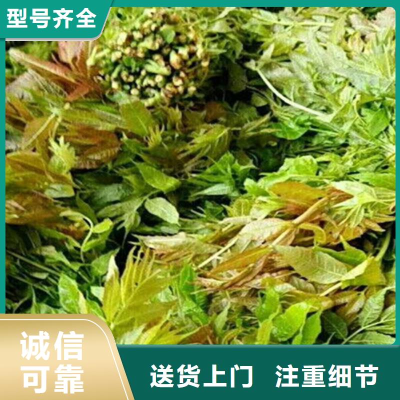 香椿花椒苗量大从优