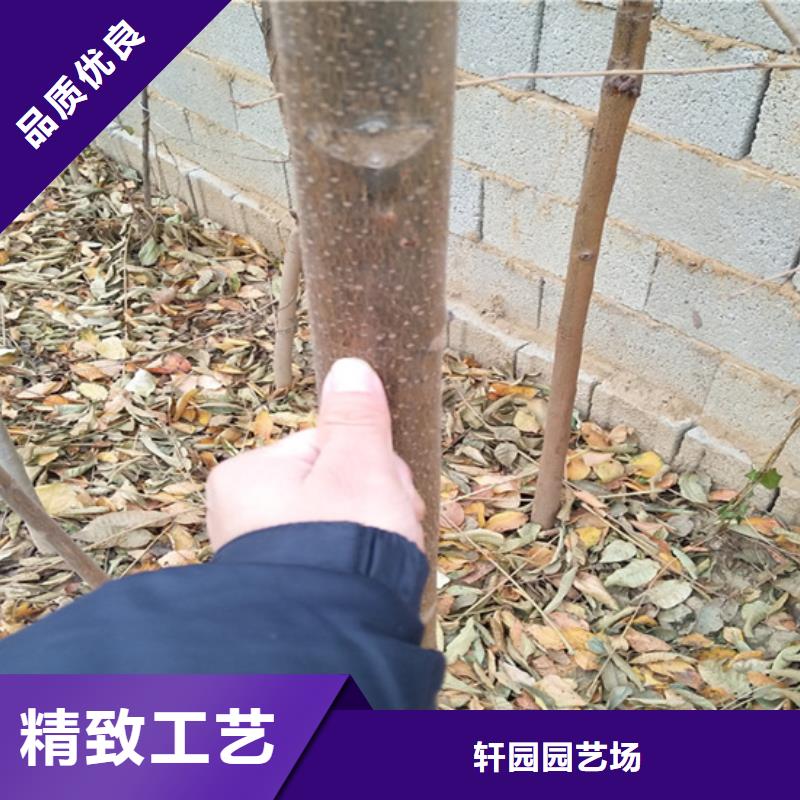 香椿_李树苗匠心打造