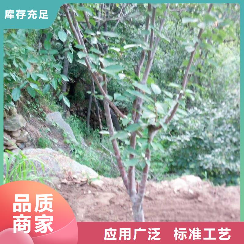 【杏】苹果苗可零售可批发