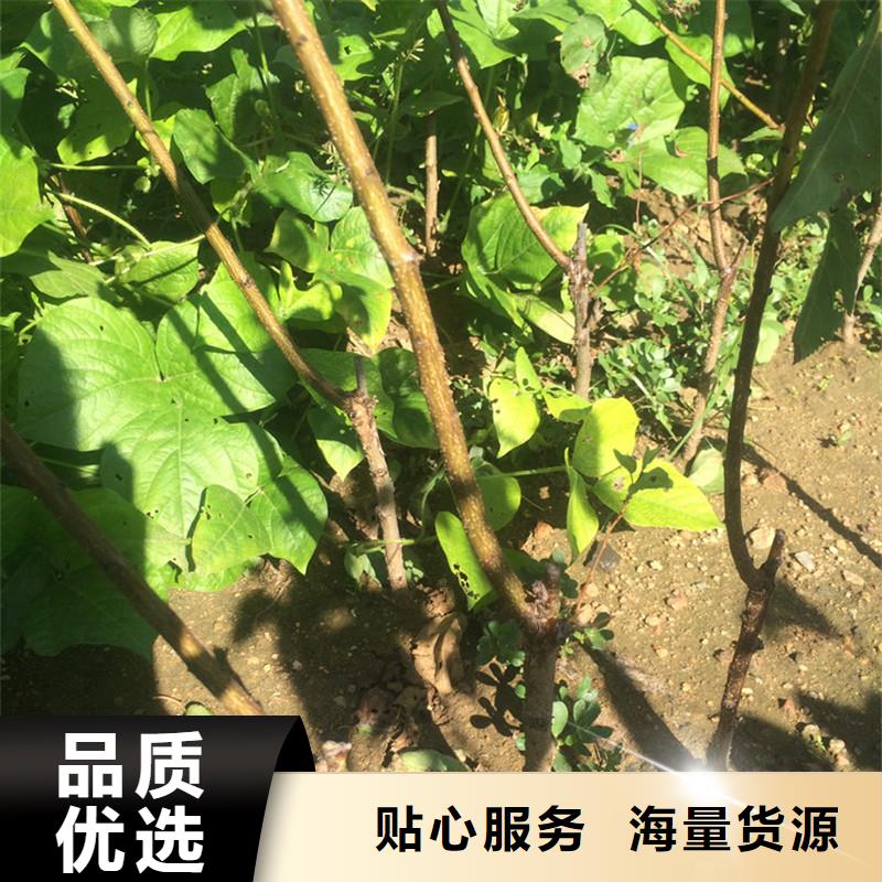 杏_樱桃苗源头采购