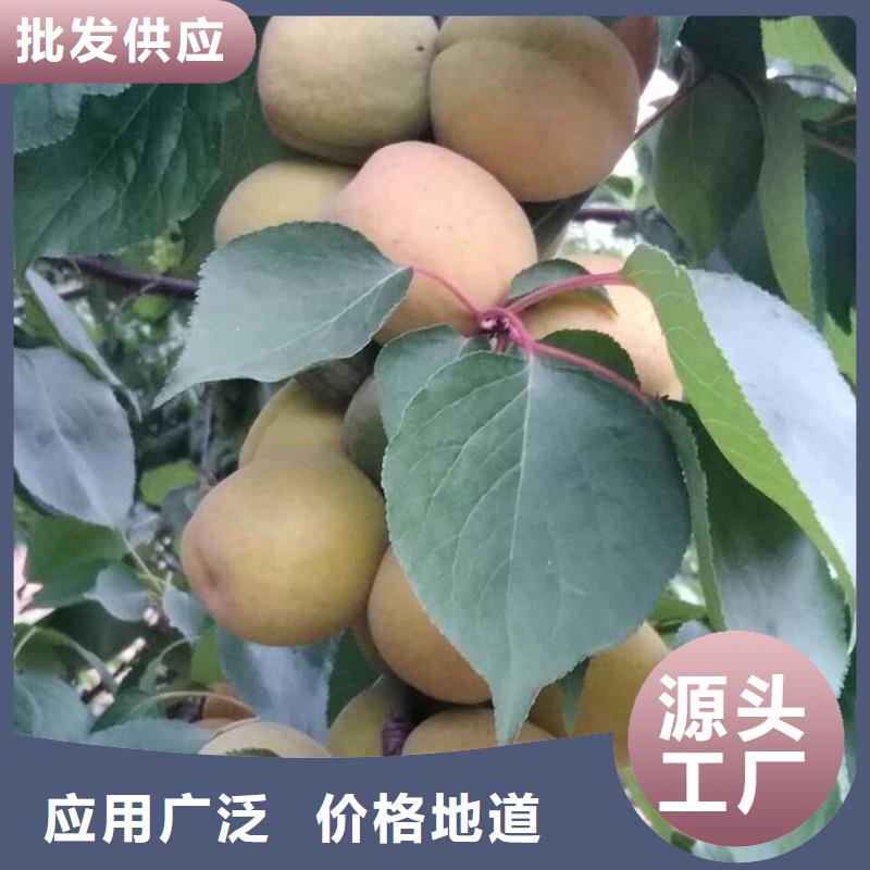 杏桃树苗材质实在