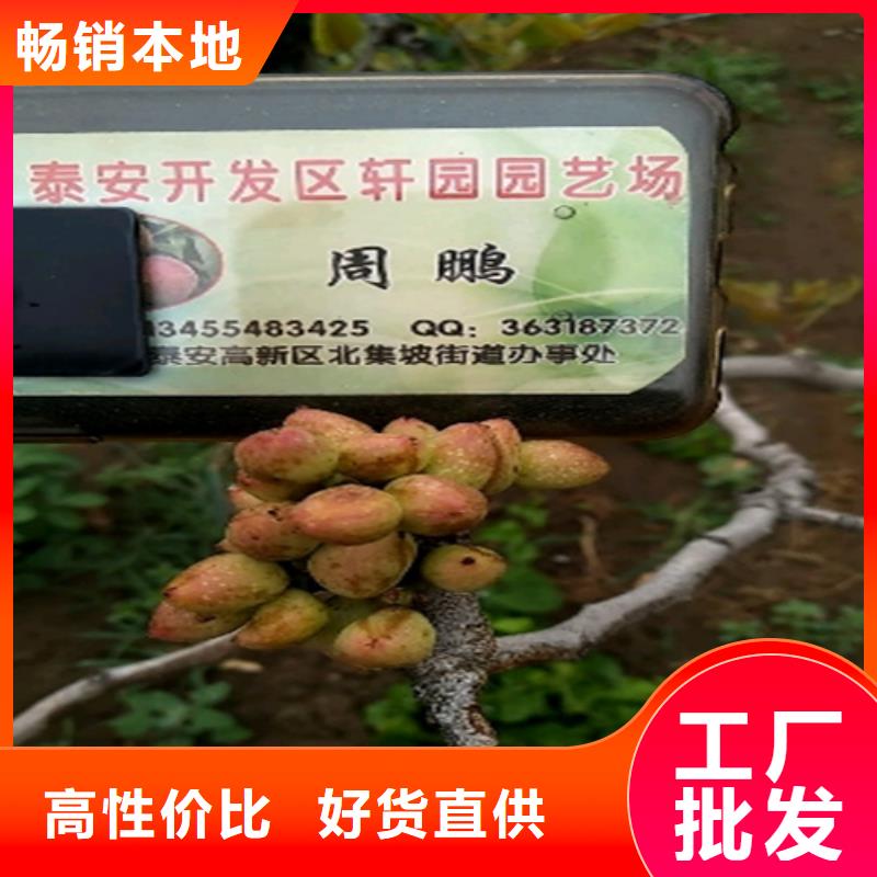 【开心果嘎啦苹果认准大品牌厂家】