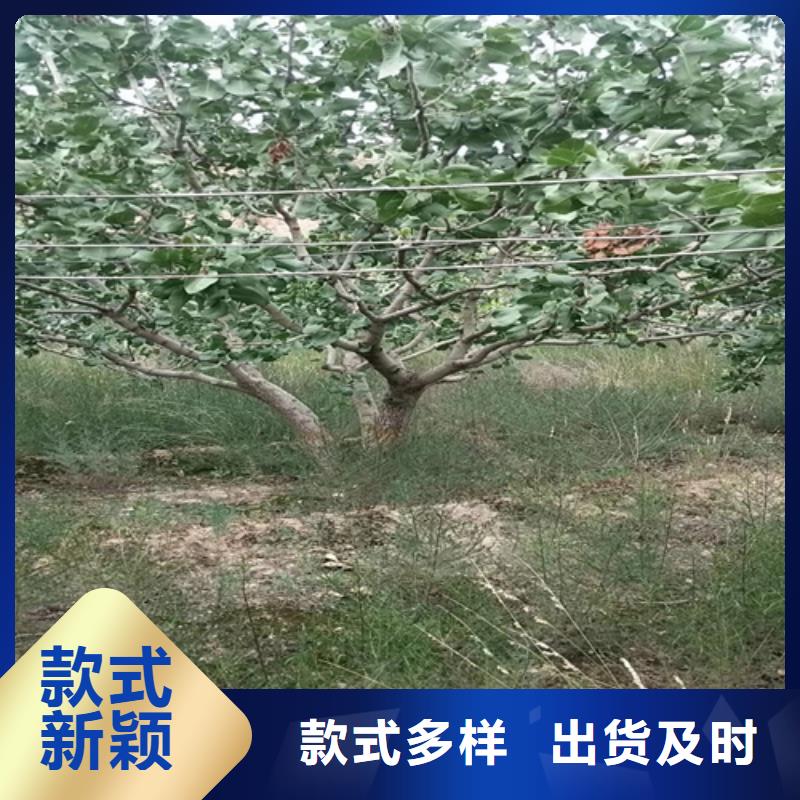 开心果苹果苗质量安心