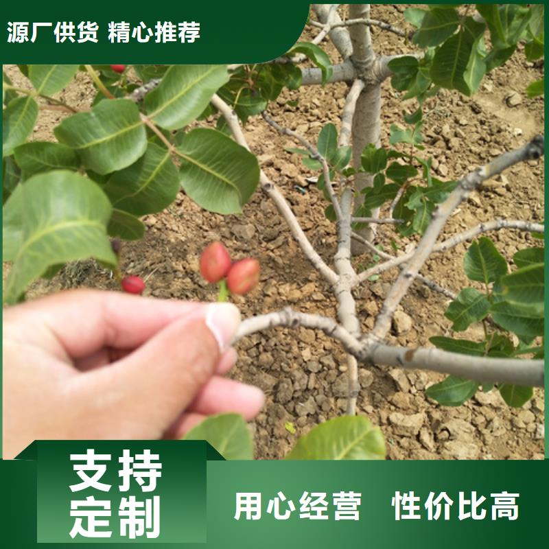 开心果苹果苗质量安心