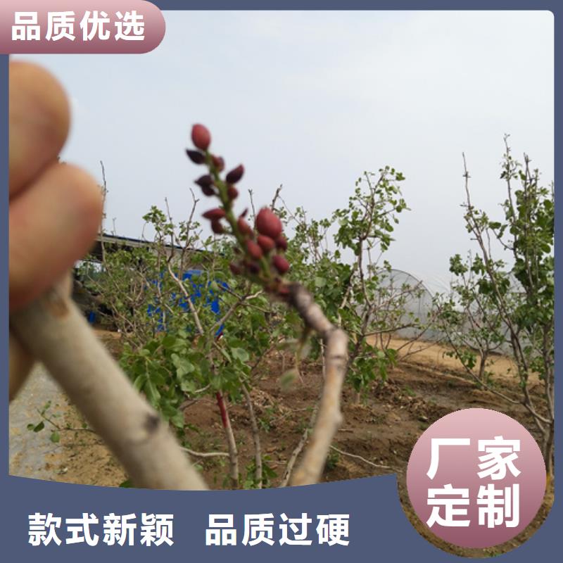 开心果桃树苗当地货源