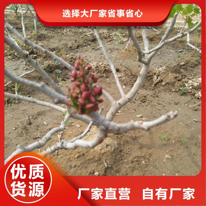 开心果苹果苗质量安心