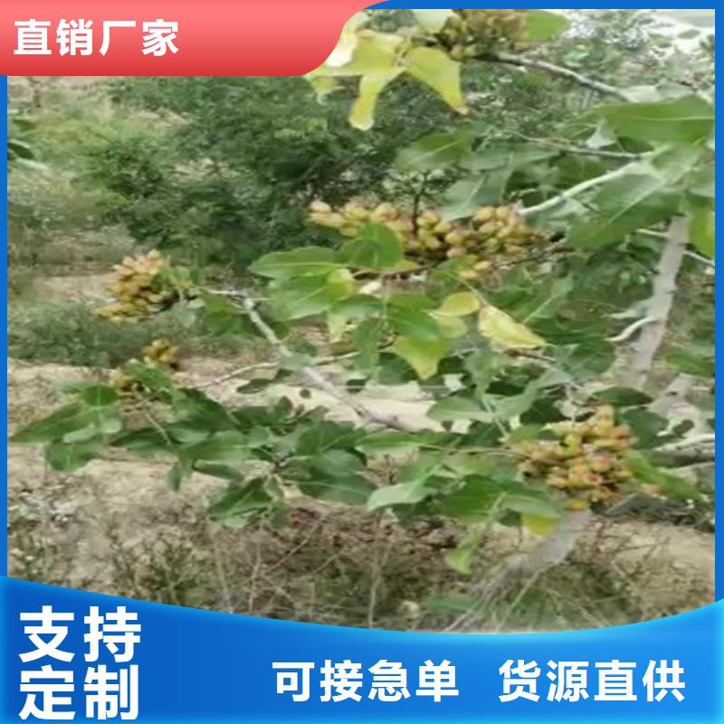 【开心果嘎啦苹果认准大品牌厂家】