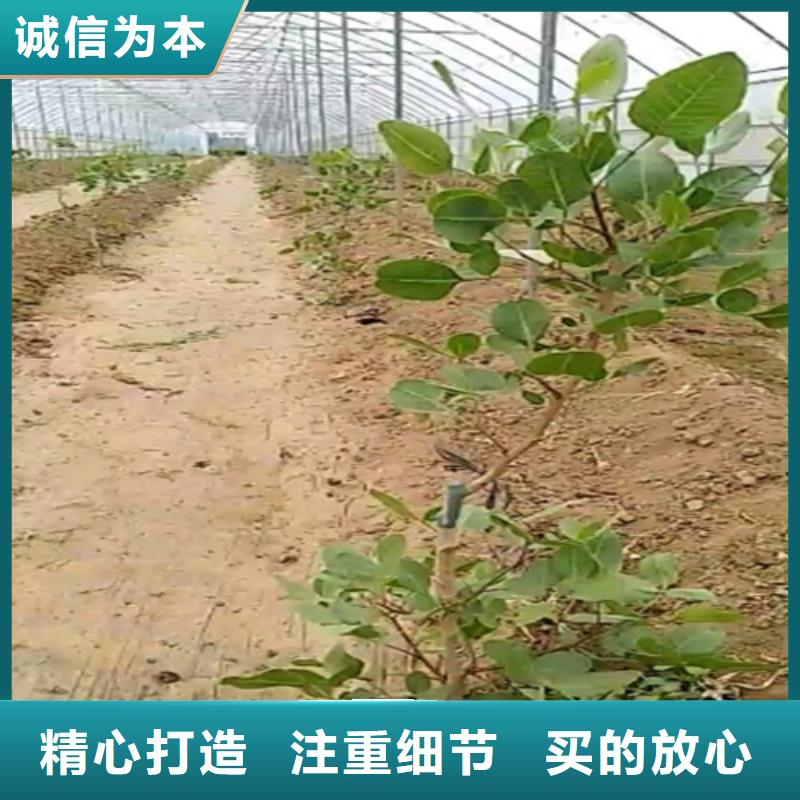 【开心果嘎啦苹果认准大品牌厂家】