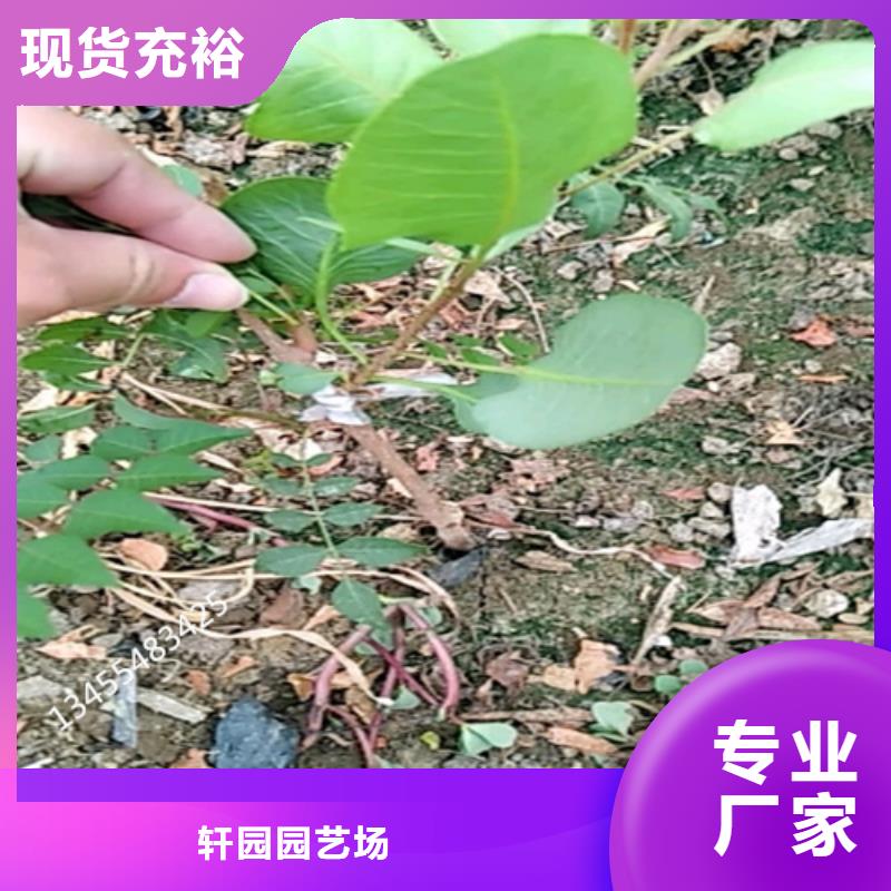 开心果樱桃苗推荐厂家