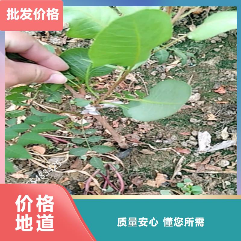 开心果蓝莓苗保障产品质量