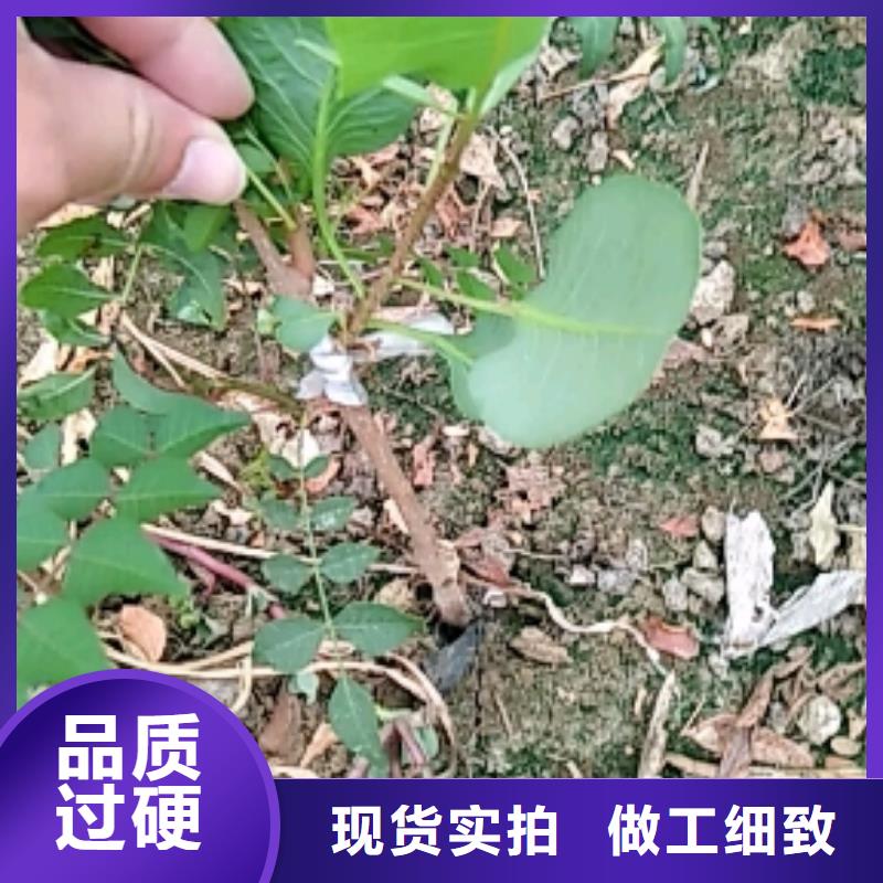 开心果桃树苗批发商