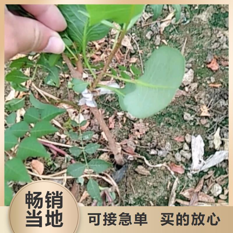 开心果桃树苗当地货源