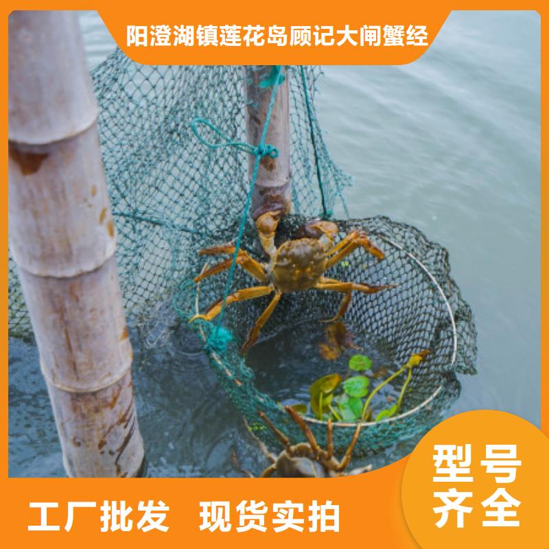 江苏阳澄湖大闸蟹哪里好