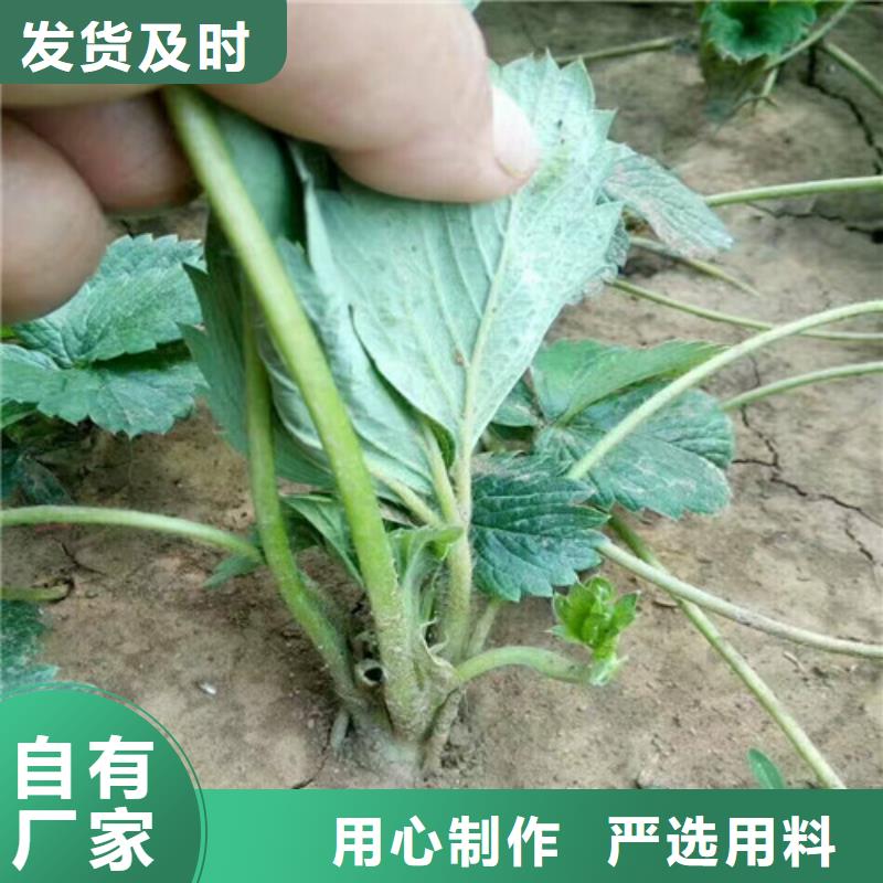 草莓苗果树苗追求品质