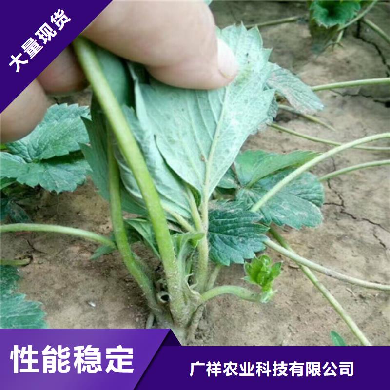 菠萝草莓苗种植条件