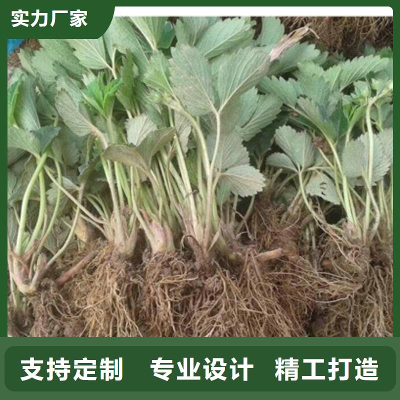 草莓苗,黄宝石梨树苗型号全价格低