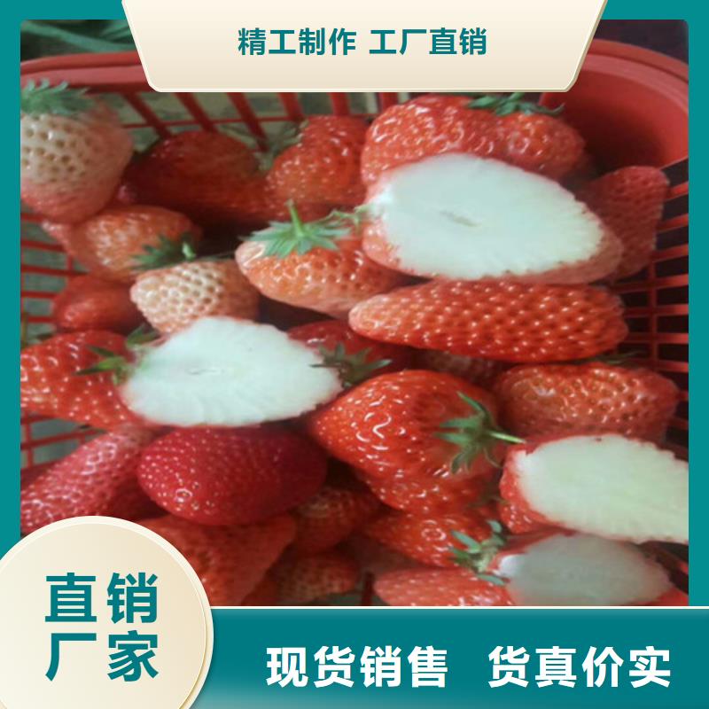 红颜草莓苗价格多少