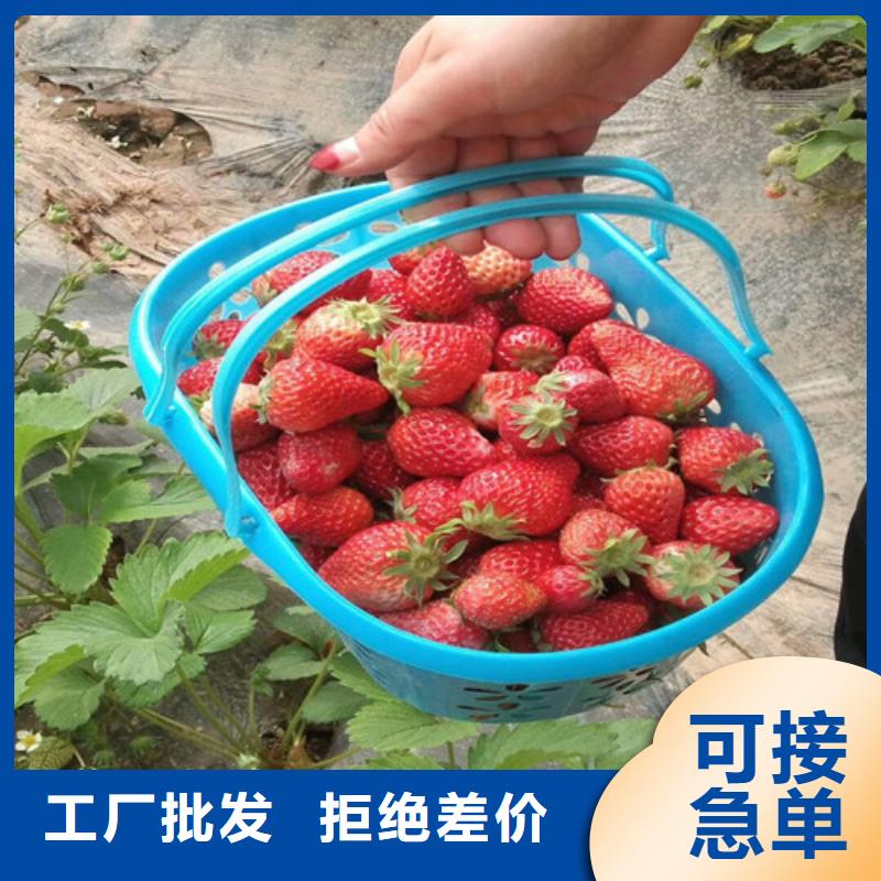 红颜草莓苗价格多少