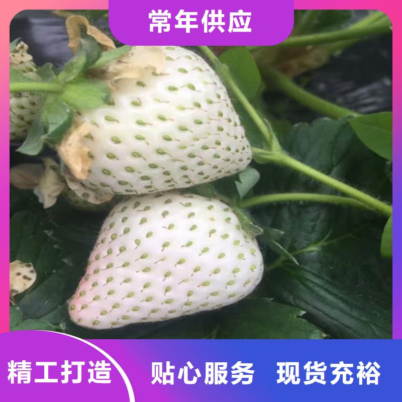 草莓苗果树苗追求品质