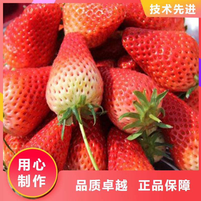 菠萝草莓苗厂家供应