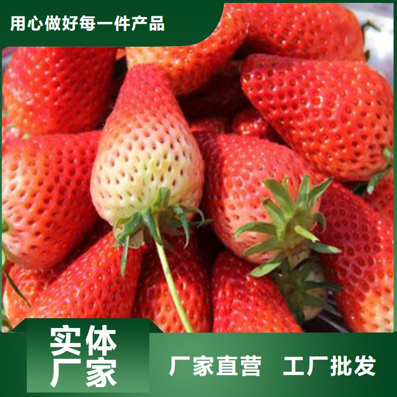 #奶油草莓苗#-品质保证