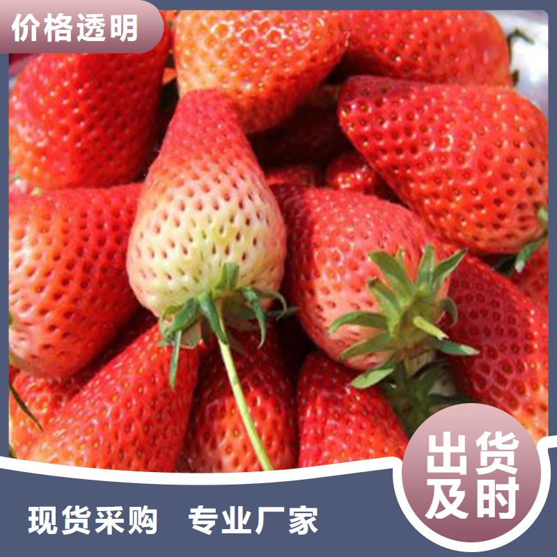 草莓种苗价格