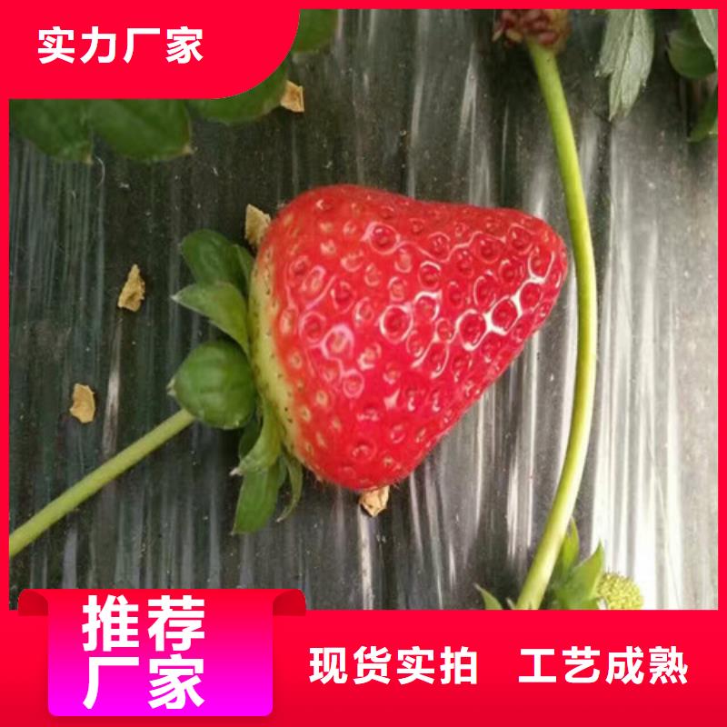 本地{广祥}【草莓苗】梨树苗用心服务