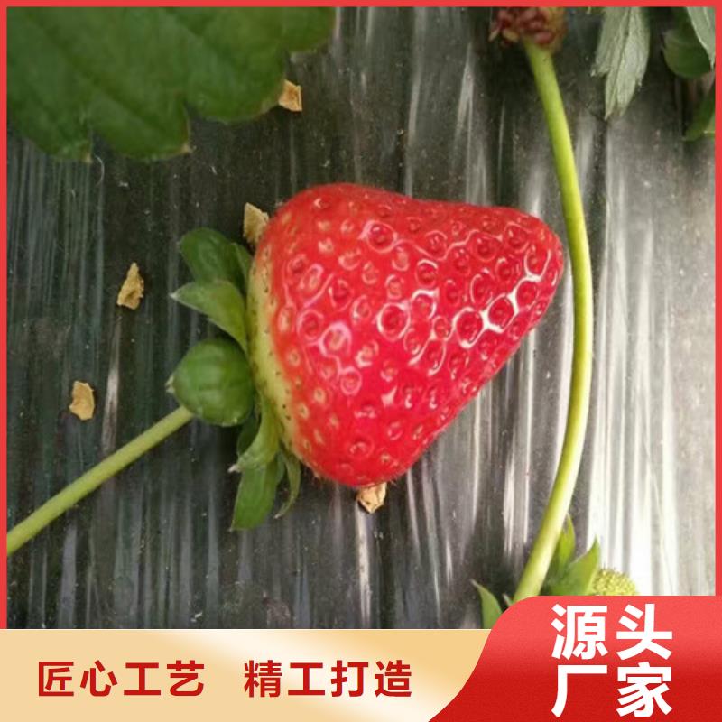 法兰地草莓苗物美价廉厂家