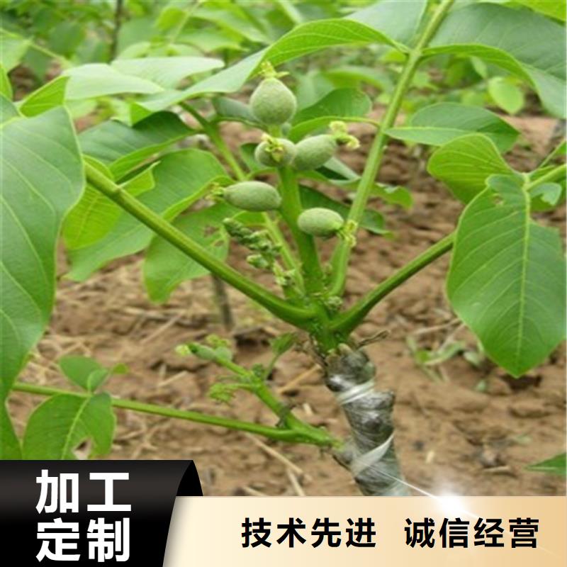 核桃苗吉塞拉6号砧木品质之选