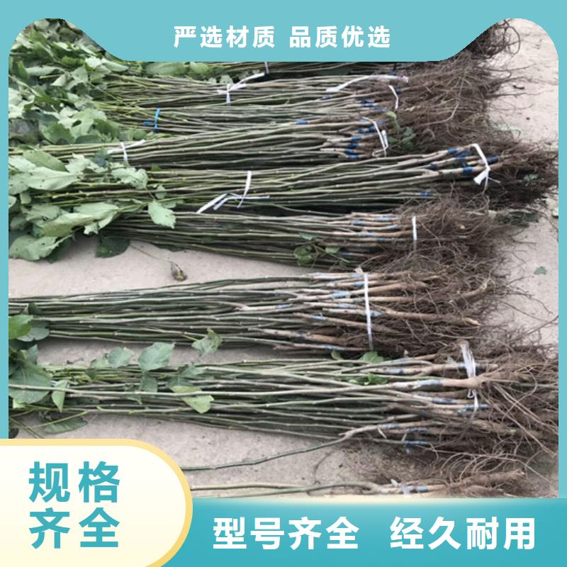 【核桃苗】苹果苗基地品质卓越