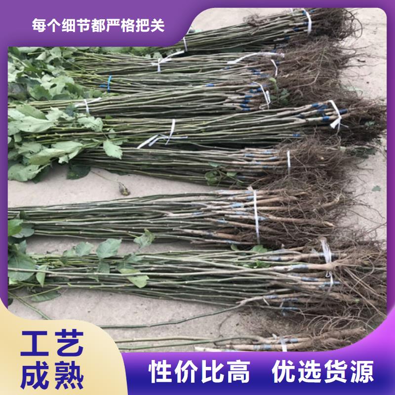 核桃苗吉塞拉6号砧木品质之选