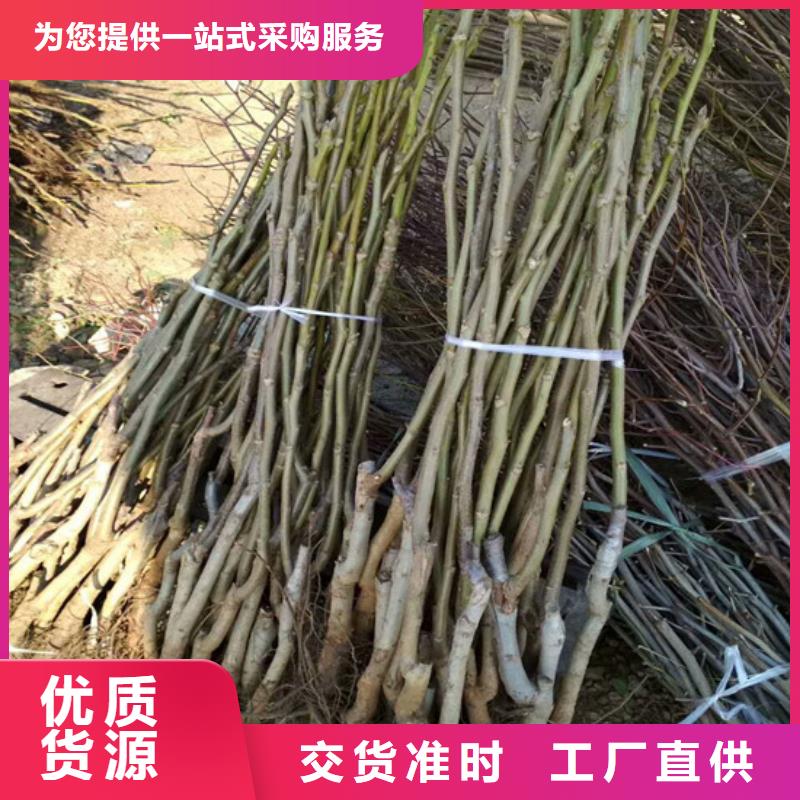 【核桃苗】苹果苗基地品质卓越