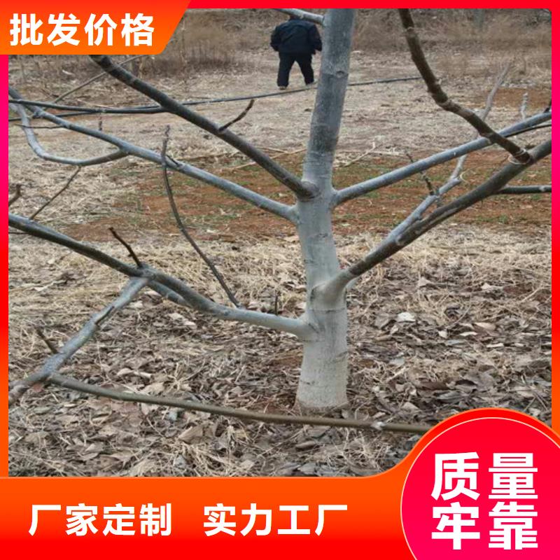 核桃苗苹果苗客户满意度高