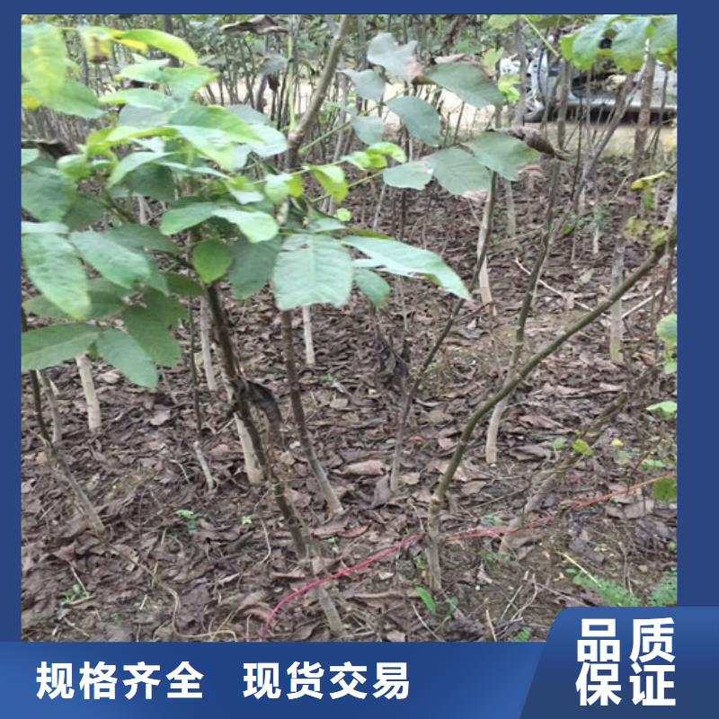 核桃苗苹果苗客户满意度高